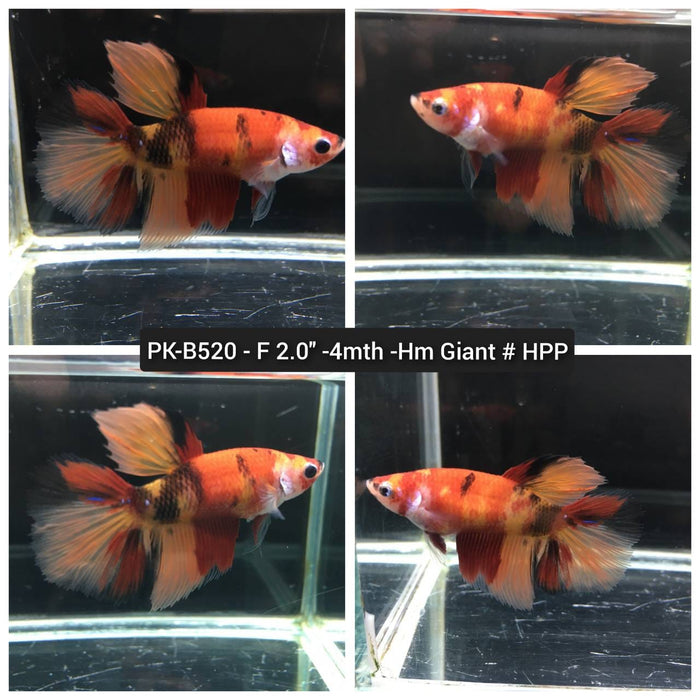 (PK-B520) Giant Nemo Galaxy Halfmoon Female Betta