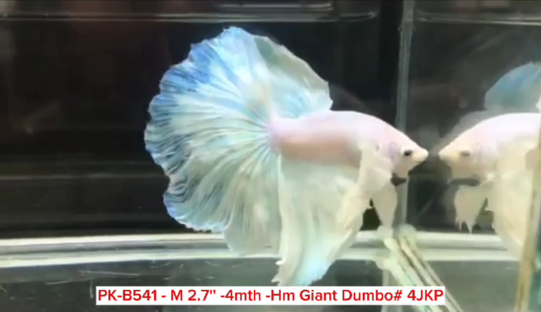 Halfmoon Platinum Betta, Male – Tropical fish for freshwater aquariums