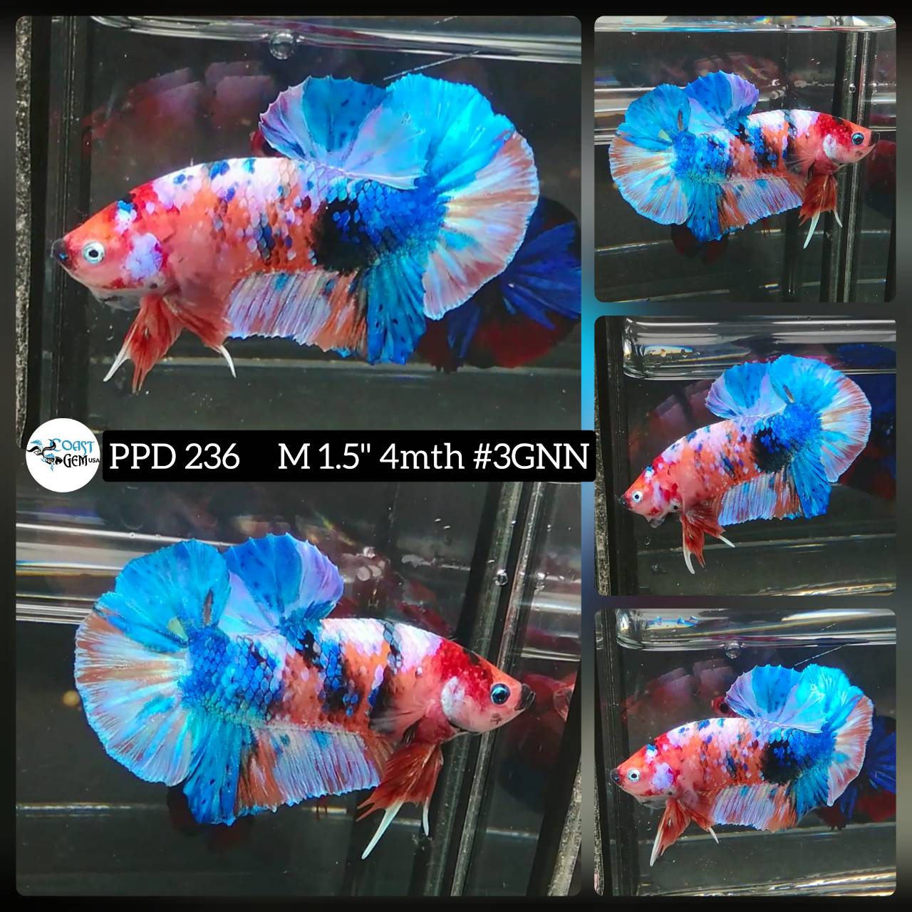 Betta Fish for Sale Plakat Bettas Fighting Fish HMPK Betta