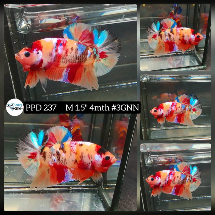 x(PPD-237) Nemo Multicolor Plakat Male Betta