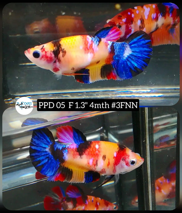 (PPD-05) Nemo Galaxy Candy female Betta