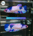 (PPD-102) Blue Fancy Candy Plakat Female Betta