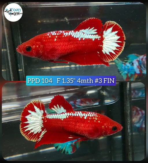 (PPD-104) Hellboy Red Star Tail Plakat Female Betta