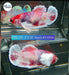 (PPD-111) Candy Fancy Dumbo Plakat Female Betta