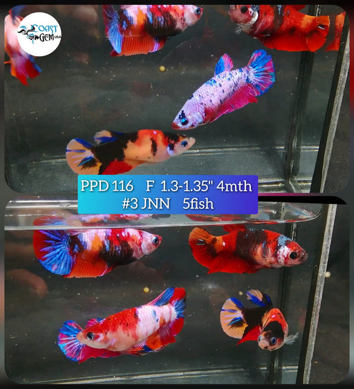 (PPD-116) Candy Koi Fancy Plakat Female Bettas (5Fish)