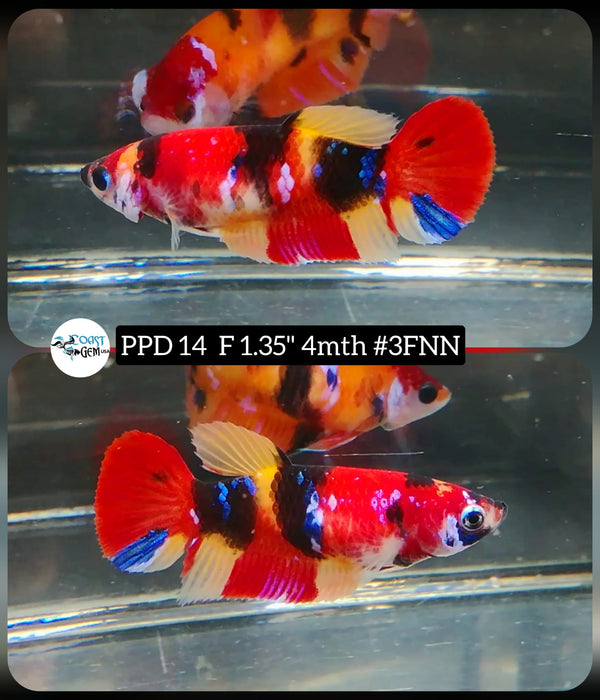 (PPD-14) Nemo Galaxy Plakat female Betta