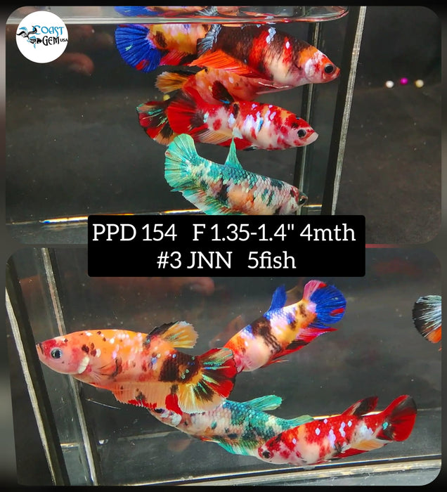 (PPD-154) KOI Candy Fancy Plakat Female Bettas (5fish)