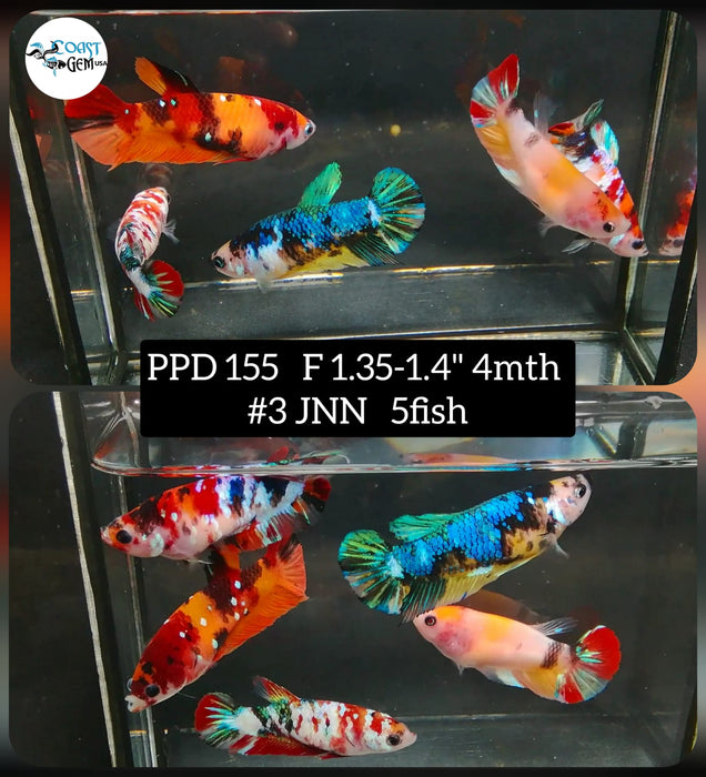 (PPD-155) KOI Candy Fancy Plakat Female Bettas (5fish)