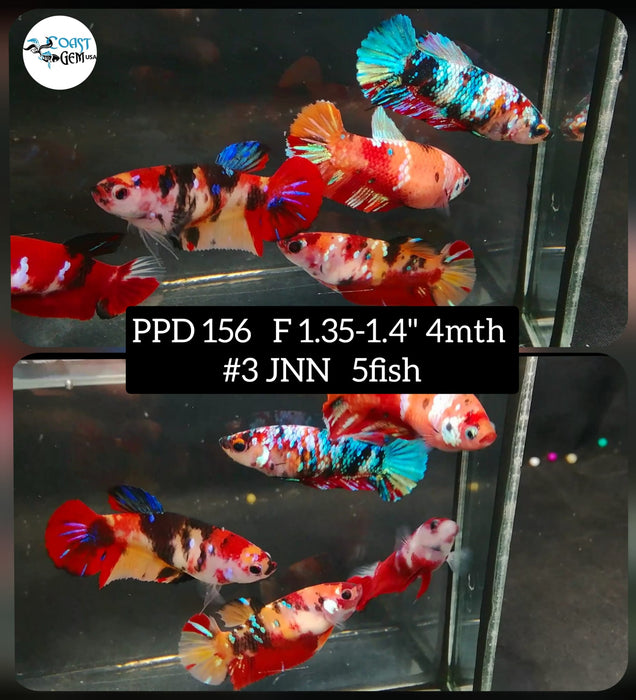 (PPD-156) KOI Candy Fancy Plakat Female Bettas (5fish)