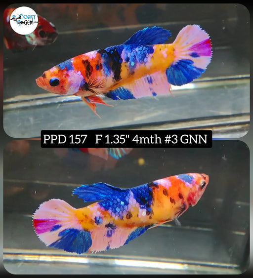 Betta Female Plakat High Grade Nemo Fancy Candy (PPD-157) What you see is what you get