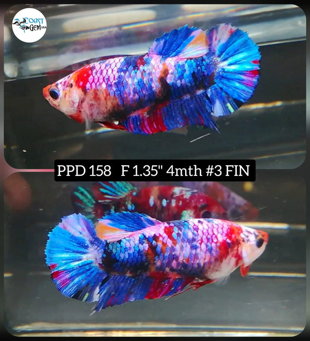 Betta Female Plakat High Grade Blue Koi Fancy (PPD-158) What you see is what you get