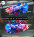 Betta Female Plakat High Grade Blue Koi Fancy (PPD-158) What you see is what you get