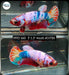 Betta Female Plakat High Grade Candy Fancy Marble  (PPD-160) What you see is what you get