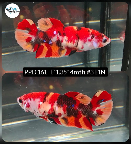 Betta Female Plakat High Grade Nemo (PPD-161)  What you see is what you get