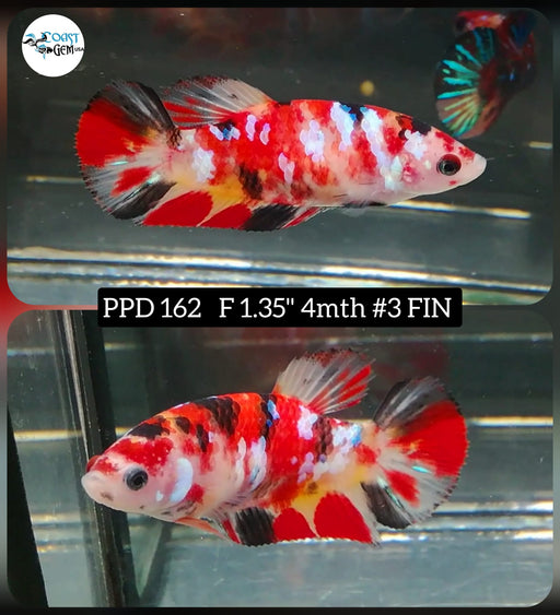 Betta Female Plakat High Grade Koi Galaxy Copper (PPD-162) What you see is what you get