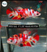 Betta Female Plakat High Grade Koi Galaxy Copper (PPD-162) What you see is what you get