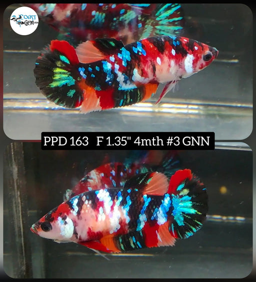 Betta Female Plakat High Grade Koi Galaxy Fancy (PPD-163) What you see is what you get