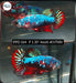 Betta Female Plakat High Grade Blue Metallic Fancy (PPD-164) What you see is what you get