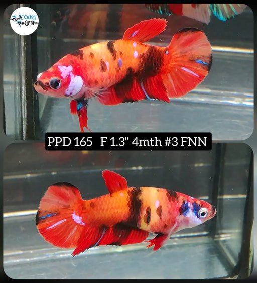 Betta Female Plakat High Grade Nemo Galaxy (PPD-165) What you see is what you get