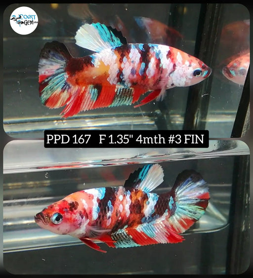 Betta Female Plakat High Grade Fancy Koi Galaxy (PPD-167)  What you see is what you get