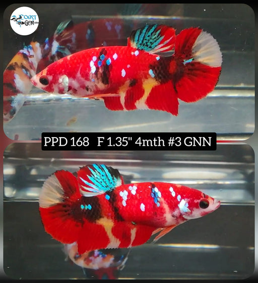 Betta Female Plakat High Grade Nemo Fancy Galaxy (PPD-168) What you see is what you get