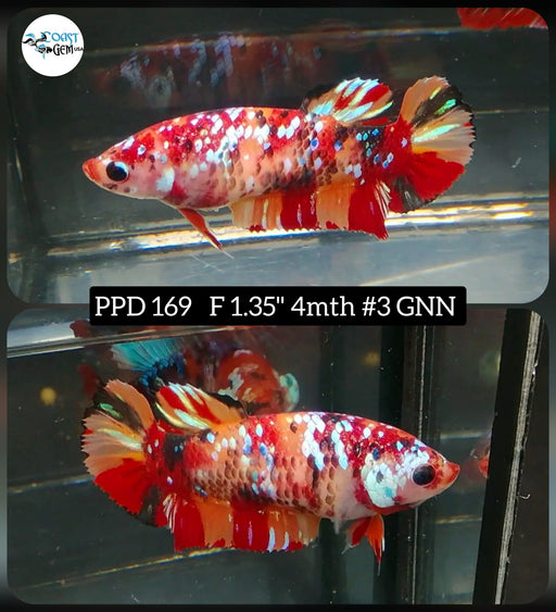 Betta Female Plakat High Grade Koi Galaxy Warrior mask (PPD-169)  What you see is what you get