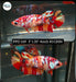 Betta Female Plakat High Grade Koi Galaxy Warrior mask (PPD-169)  What you see is what you get