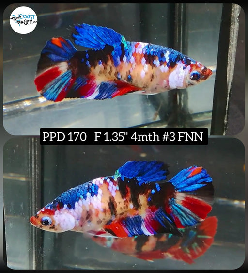 Betta Female Plakat High Grade Blue Koi Fancy (PPD-170) What you see is what you get