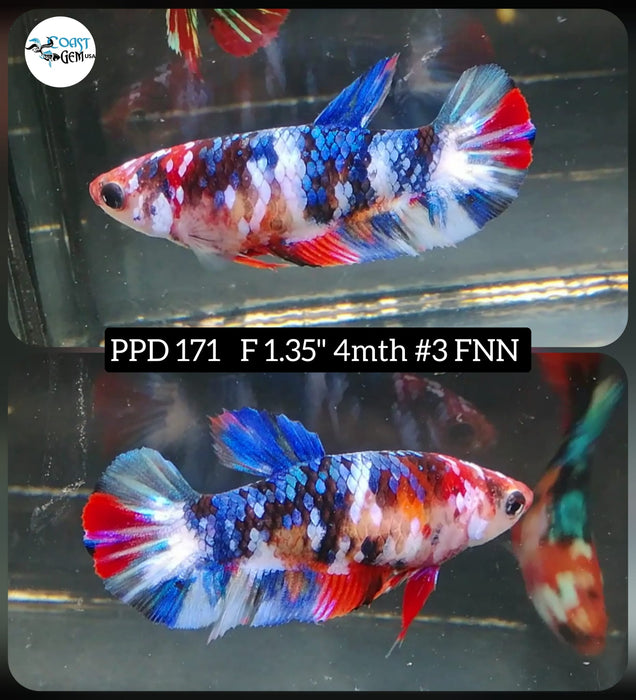 Betta Female Plakat High Grade  Blue Koi Fancy (PPD-171) What you see is what you get