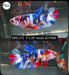 Betta Female Plakat High Grade  Blue Koi Fancy (PPD-171) What you see is what you get