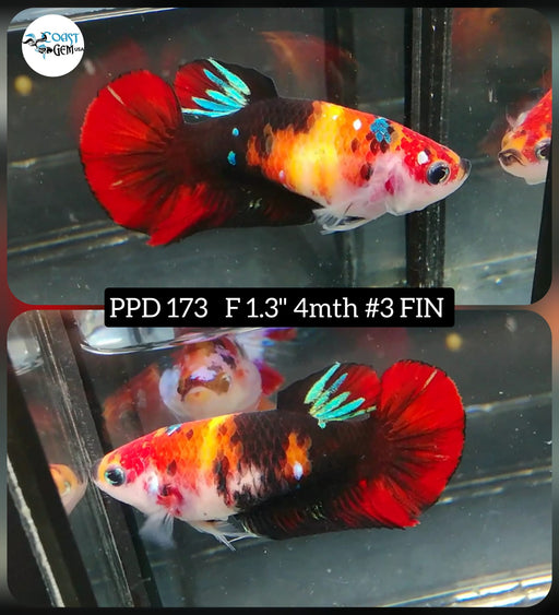 Betta Female Plakat High Grade Black Nemo Fancy (PPD-173) What you see is what you get