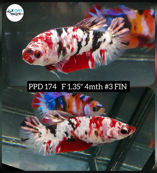 Betta Female Plakat High Grade Copper Polka Dot (PPD-174) What you see is what you get