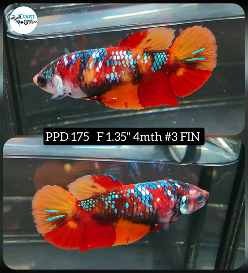 Betta Female Plakat High Grade Nemo Galaxy (PPD-175) What you see is what you get
