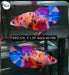 Betta Female Plakat High Grade Koi Fancy (PPD-176) What you see is what you get