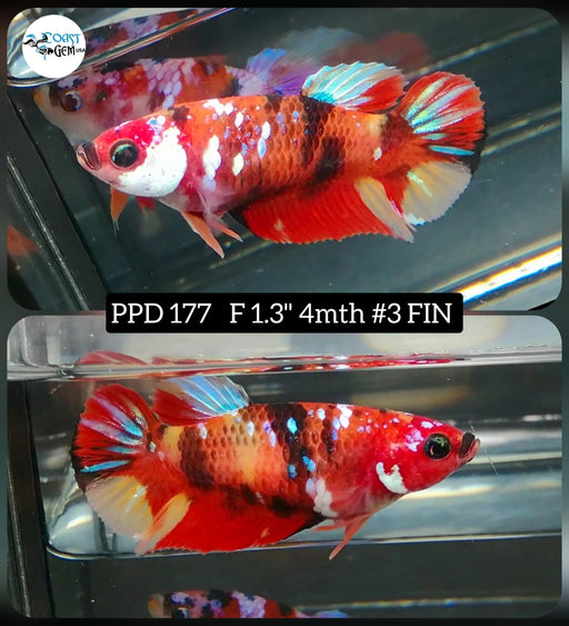 Betta Female Plakat High Grade Nemo Galaxy (PPD-177) What you see is what you get