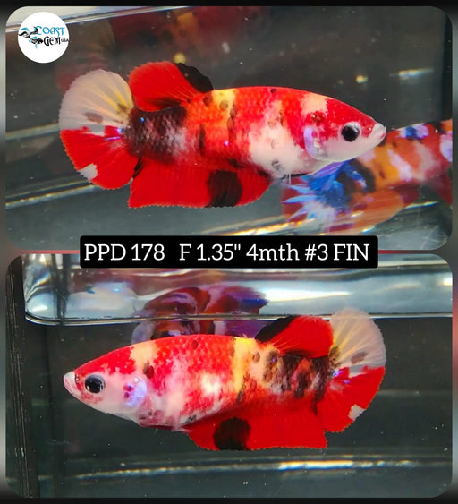 Betta Female Plakat High Grade Nemo Fancy (PPD-178) What you see is what you get