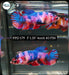 Betta Female Plakat High Grade Koi Fancy Marble (PPD-179) What you see is what you get