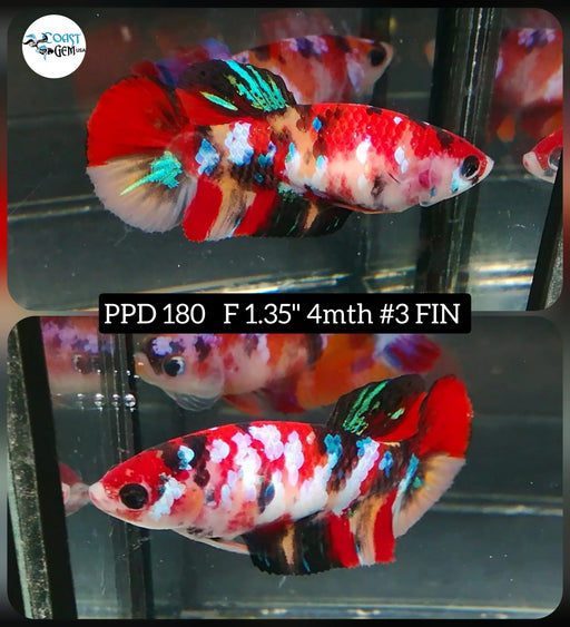 Betta Female Plakat High Grade Nemo Galaxy (PPD-180)  What you see is what you get