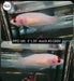 Betta Female Plakat High Grade Koi Tancho (PPD-181) What you see is what you get