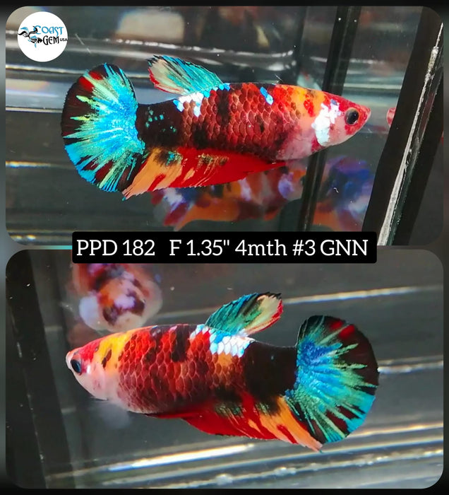 Betta Female Plakat High Grade Nemo Fancy (PPD-182) What you see is what you get