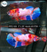 Betta Female Plakat High Grade Fancy Candy (PPD-183) What you see is what you get