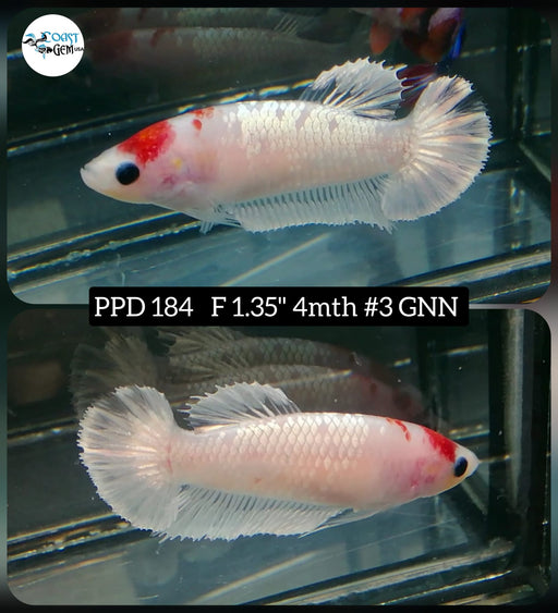Betta Female Plakat High Grade Koi Tancho  (PPD-184) What you see is what you get