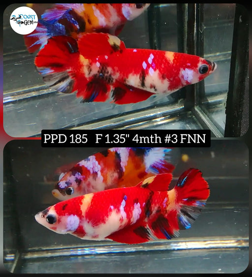 Betta Female Plakat High Grade Red Galaxy (PPD-185)  What you see is what you get