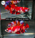 Betta Female Plakat High Grade Red Galaxy (PPD-185)  What you see is what you get