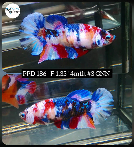 Betta Female Plakat High Grade Black Koi Galaxy (PPD-186) What you see is what you get