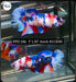 Betta Female Plakat High Grade Black Koi Galaxy (PPD-186) What you see is what you get