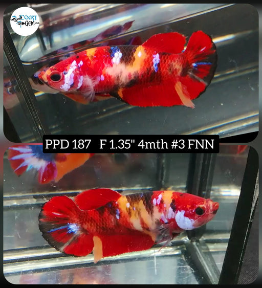 Betta Female Plakat High Grade Red Nemo Galaxy (PPD-187) What you see is what you get