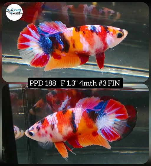 Betta Female Plakat High Grade Koi Fancy (PPD-188) What you see is what you get