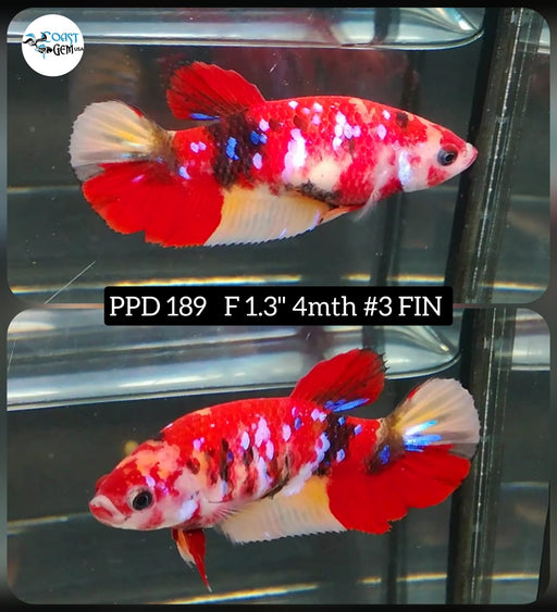Betta Female High Grade Nemo Galaxy (PPD-189) What you see is what you get!
