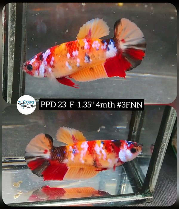 (PPD-23) Nemo Galaxy Plakat Female Betta